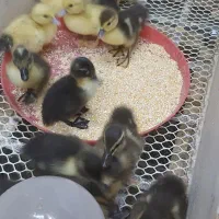 جوجه گوشتی ماشینی ،اسراییلی ،پروازی