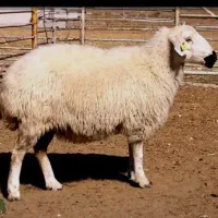 گوسفند ماده