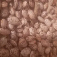 لوبیا چیتی بومی