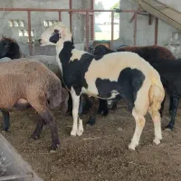 فروش گوسفند های بره‌ دار و ابستن و نر طوقلی