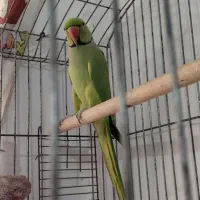 طوطی