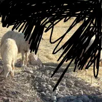 بره ماده ۸راس