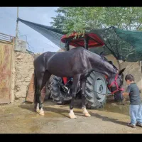 اسب مادیون عرب ایرانی|اسب و تجهیزات اسبسواری|ابرکوه, |دیوار