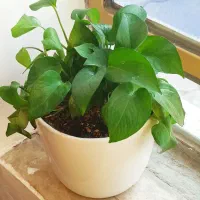 گل‌ طبیعی  پتوس قاشقی