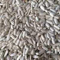 انواع تخمه برای طوطی|خوردنی و آشامیدنی|خوی, |دیوار