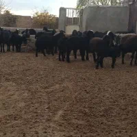 میش وبره افشاری