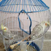 عروس هلندی زیبا|پرنده|ساوه, |دیوار