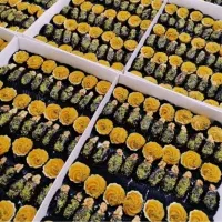 حلوا و خرما مجلسی پک های ترحیم برای مجالس درجه یک|خدمات پذیرایی، مراسم|تهران, فیروزآبادی|دیوار