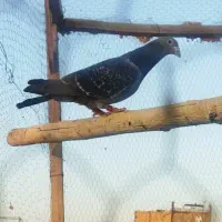 کبوتر  مسافتی گرفتنی