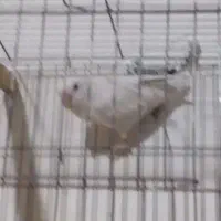 طوطی برزیلی و عروس هلندی|پرنده|خرمشهر, |دیوار