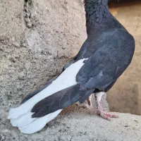 نر ماده زاغ دم اسبی|پرنده|خرم‌آباد, |دیوار