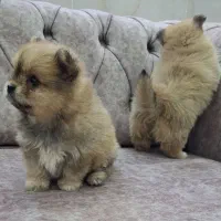 توله پامرانین خرسی