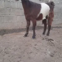 بزغاله ماده دورگه|حیوانات مزرعه|بیستون, |دیوار