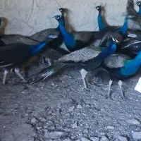 طاووس از ۱۲ ملیون تا ۱۸ ملیون