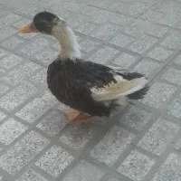 اردک خانگی سالم