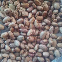 بذر لوبیا چیتی پا کوتاه