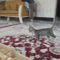 بچه گربه گم شده|حیوانات|گنبد کاووس, |دیوار