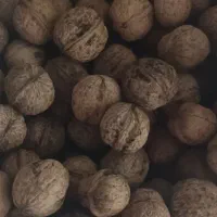 گردو محلی و اخته زغال|خوردنی و آشامیدنی|قزوین, |دیوار