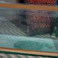 آکواریوم ماهی