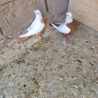 نرو ماده دم زرد دم سرخ بدون عیب