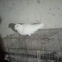 کفترسار و سبز