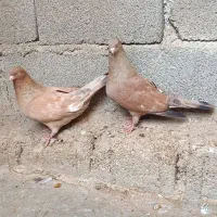 کله ای تاپ|پرنده|اهواز, کیانپارس |دیوار