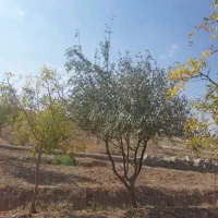 باغ فخرآباد تقاب|فروش خانه و ویلا|خوسف, |دیوار