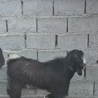 بز کهره نر چاق چله