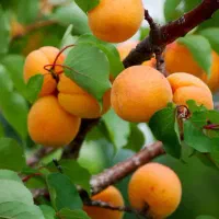 نهالستان الفتی و نصیری|خدمات باغبانی و درختکاری|خسروشاه, |دیوار