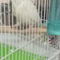 عروس|پرنده|قم, حاج خلیل|دیوار