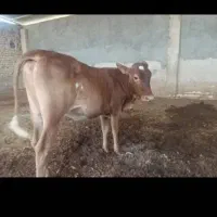 گاو گوساله|حیوانات مزرعه|شیراز, رحمت‌آباد|دیوار
