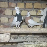 طوقی سپیدان|پرنده|سپیدان, |دیوار