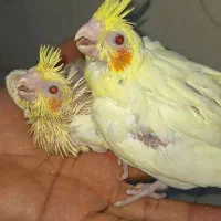 جوجه عروس لوتینو چشم شرابی