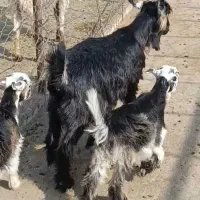 بز شهر کردی