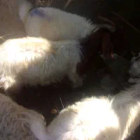 کهره و بره|حیوانات مزرعه|بندرعباس, |دیوار