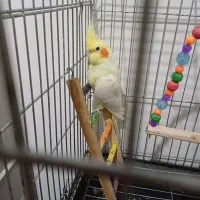 سلام یه عدد عروس هلندی به فروش میرسد|پرنده|پاکدشت, پاکدشت (مامازند)|دیوار