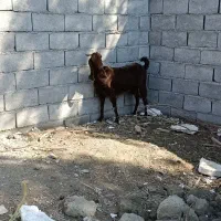 بز با بزغاله نر