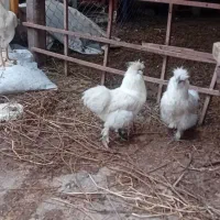 مرغ ابریشمی