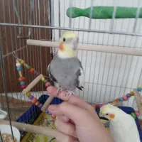 عروس هلندی نر و ماده با قفس