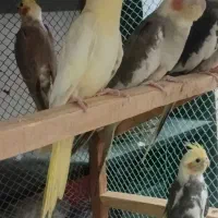 عروس هلندی|پرنده|بندرعباس, |دیوار