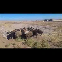 گوسفند داشتی