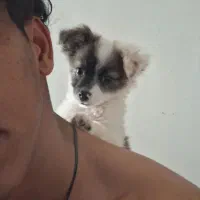 نر پامر ۳ ماه