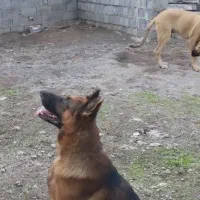 سگ ژرمن شیپرد نر|سگ|آمل, |دیوار