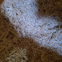 کاه|حیوانات مزرعه|تخت سلیمان, |دیوار