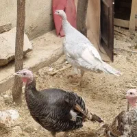 بوقلمون|حیوانات مزرعه|کرج, عظیمیه|دیوار