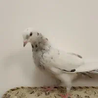 کبوتر شهری و سرور|پرنده|مرودشت, بیست متری بیمارستان|دیوار