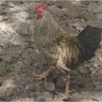 فروش خروس با جوجه هم معاوضه دارد