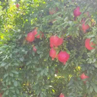 فروش انار درجه یک|خوردنی و آشامیدنی|کوهنانی, |دیوار