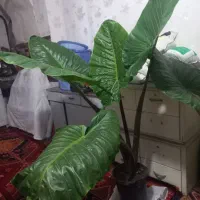 گل بابا آدم|گل و گیاه طبیعی|اردبیل, |دیوار