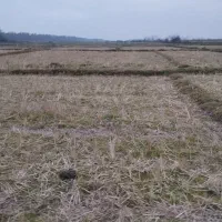 1650متر زمین کشاورزی در لیسار تالش